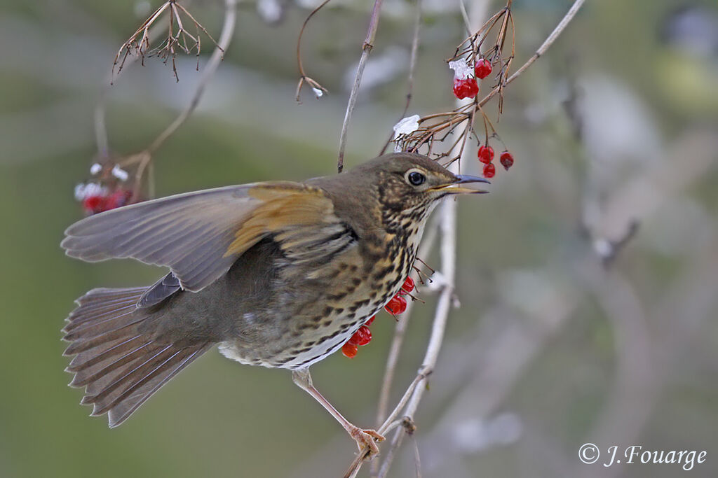 Song Thrush, Behaviour