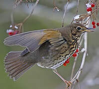 Song Thrush