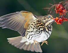 Song Thrush