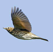 Song Thrush