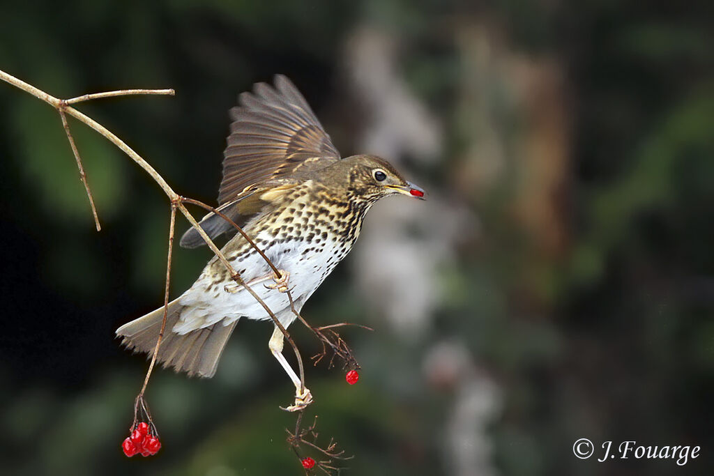 Song Thrush, feeding habits, Behaviour