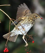 Song Thrush