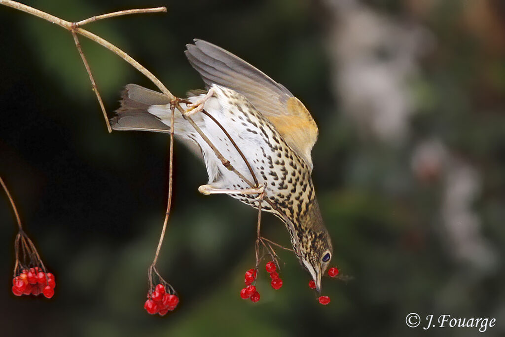 Song Thrush, feeding habits, Behaviour