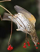 Song Thrush