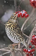 Song Thrush