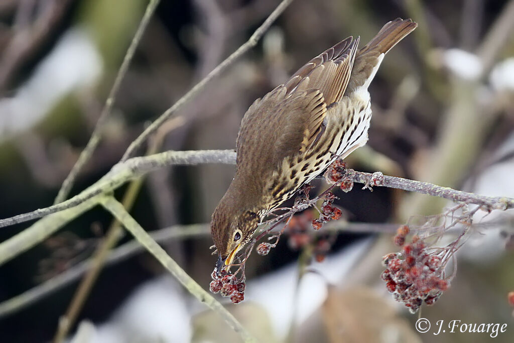 Song Thrush, feeding habits, Behaviour