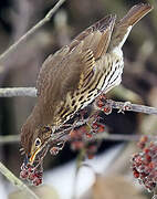 Song Thrush