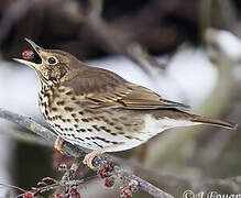 Song Thrush