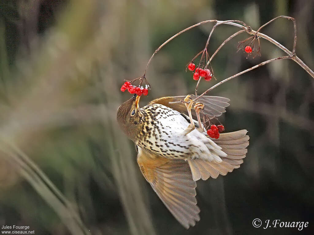 Song Thrush, feeding habits, Behaviour