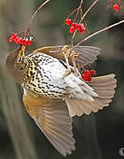 Song Thrush