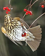 Song Thrush