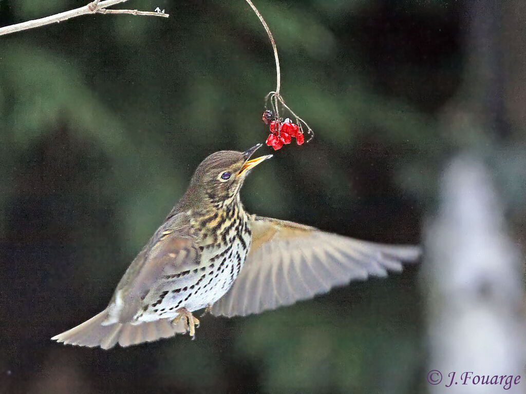 Song Thrush, feeding habits, Behaviour