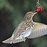 Song Thrush