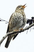 Song Thrush