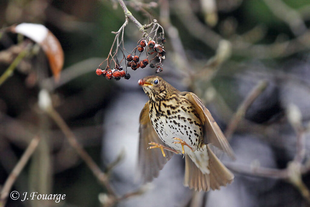 Song Thrush, feeding habits, Behaviour