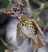 Song Thrush