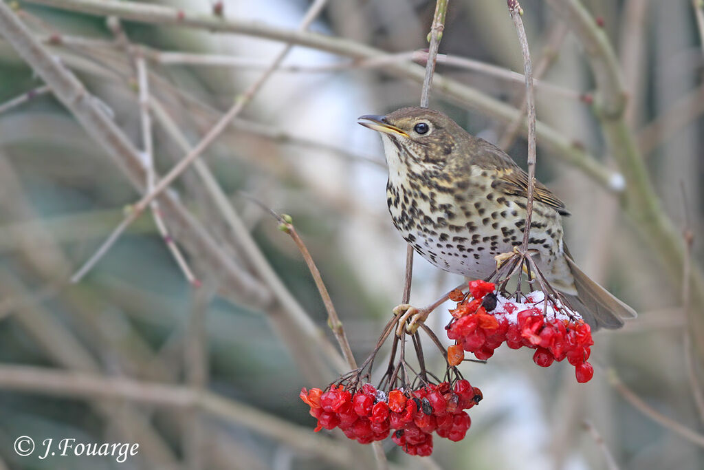 Song Thrush, identification, feeding habits, Behaviour