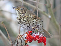 Song Thrush