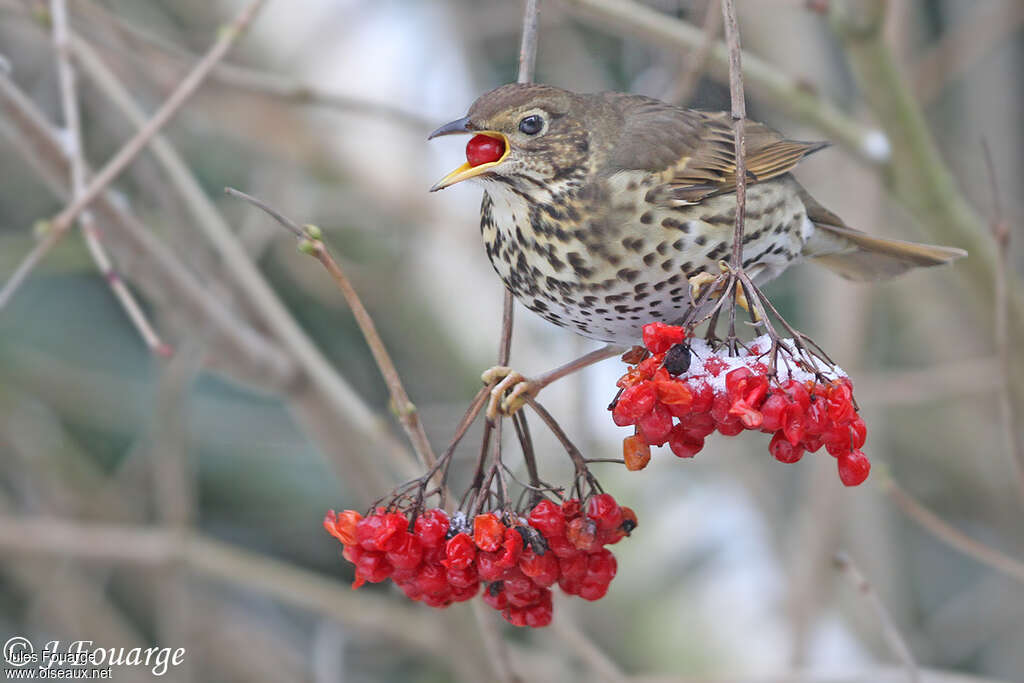 Song Thrush, feeding habits, eats, Behaviour