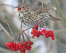 Song Thrush