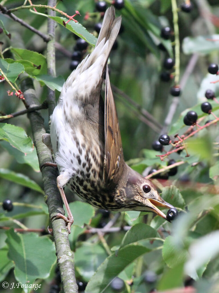 Song Thrush, identification, feeding habits, Behaviour