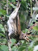 Song Thrush