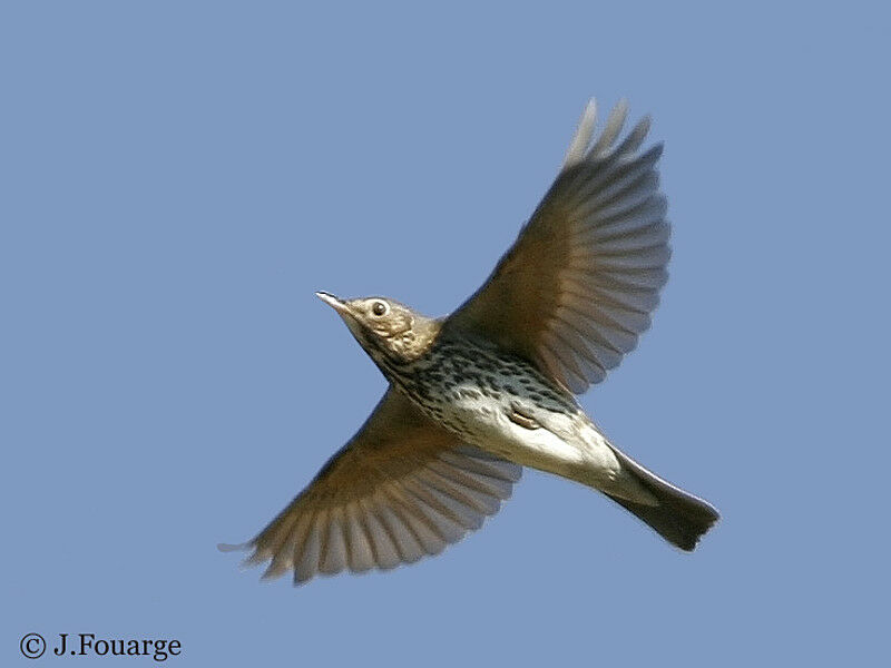 Song Thrush