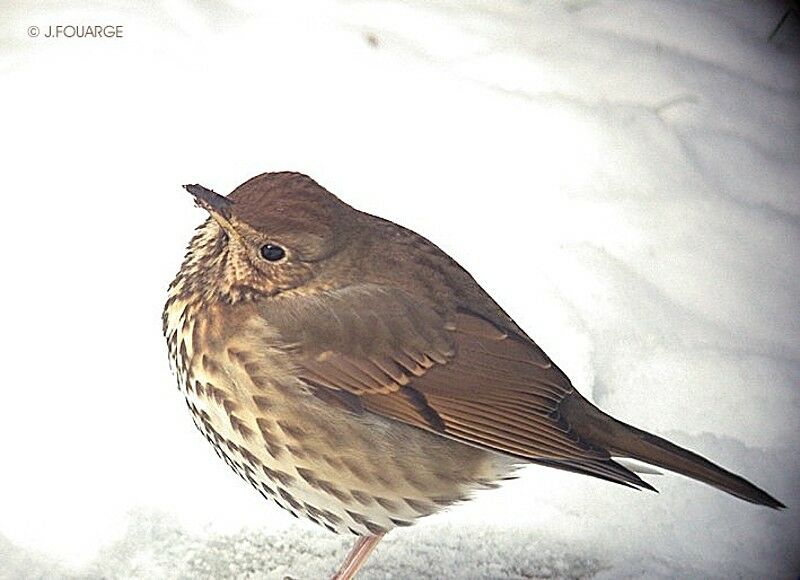 Song Thrush