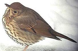 Song Thrush