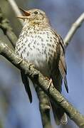 Song Thrush