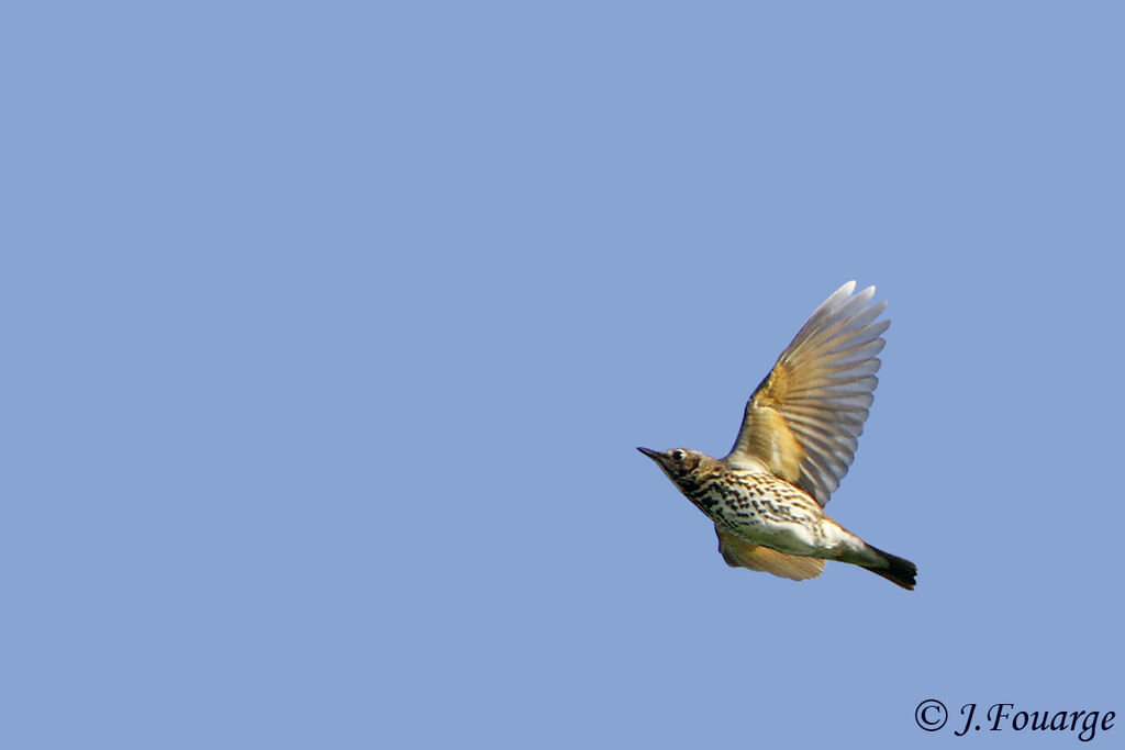 Song Thrush, Flight, Behaviour