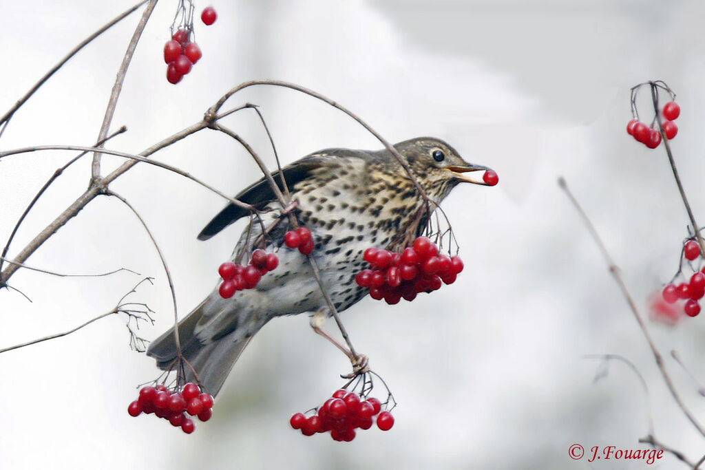 Song Thrush