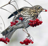 Song Thrush