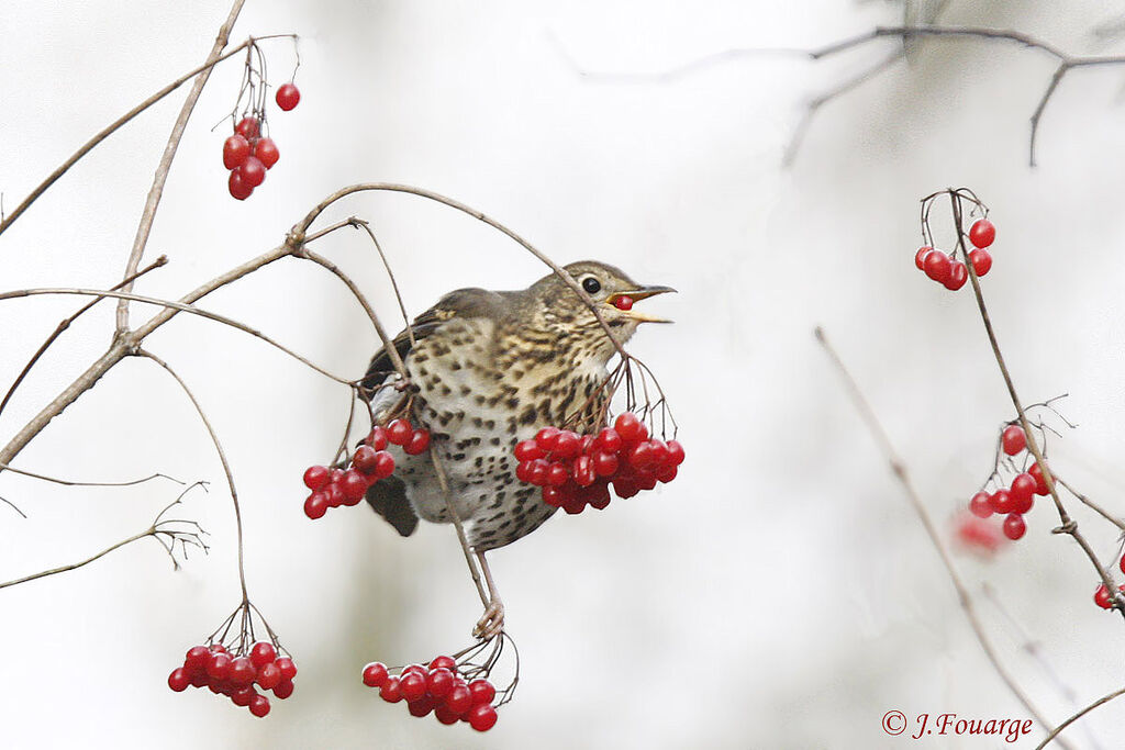 Song Thrush, feeding habits