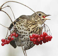 Song Thrush