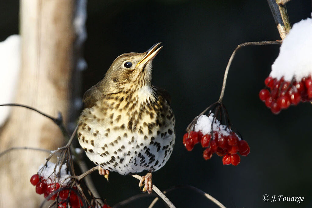 Song Thrush