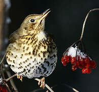 Song Thrush