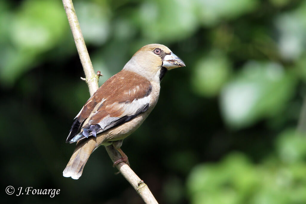 Hawfinch female adult, identification