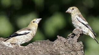 Hawfinch