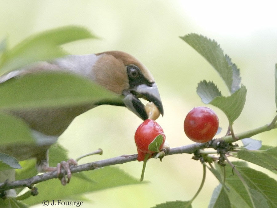 Hawfinch