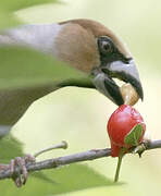 Hawfinch