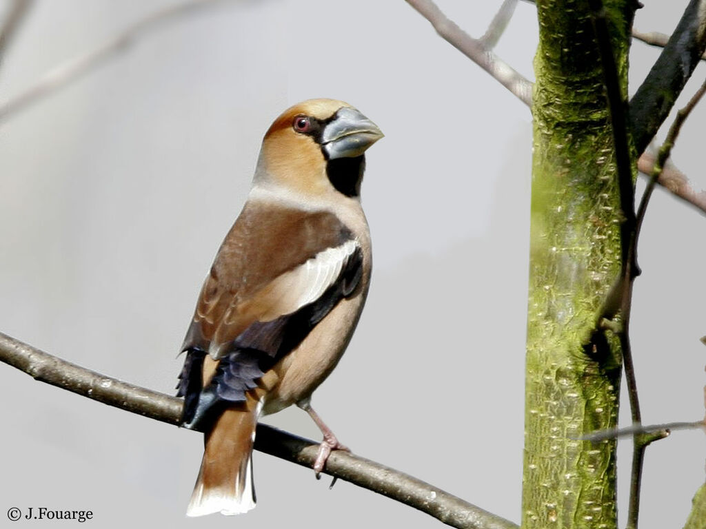 Hawfinch male adult