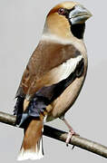 Hawfinch