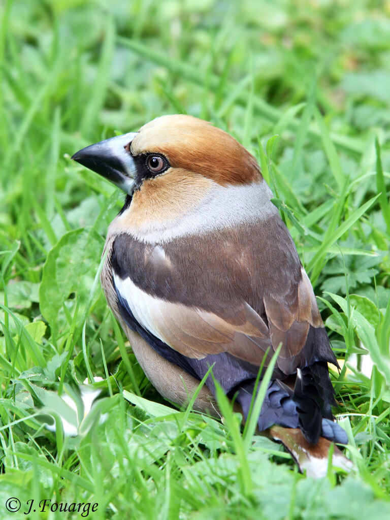 Grosbec casse-noyaux mâle adulte, identification