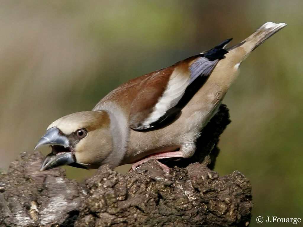 Hawfinch female adult