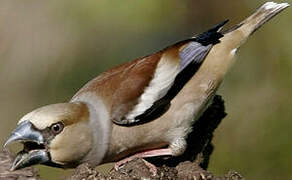 Hawfinch