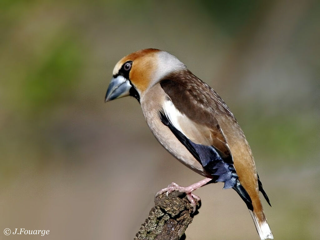 Hawfinch male adult