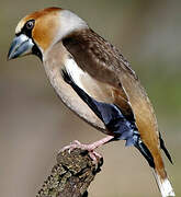 Hawfinch