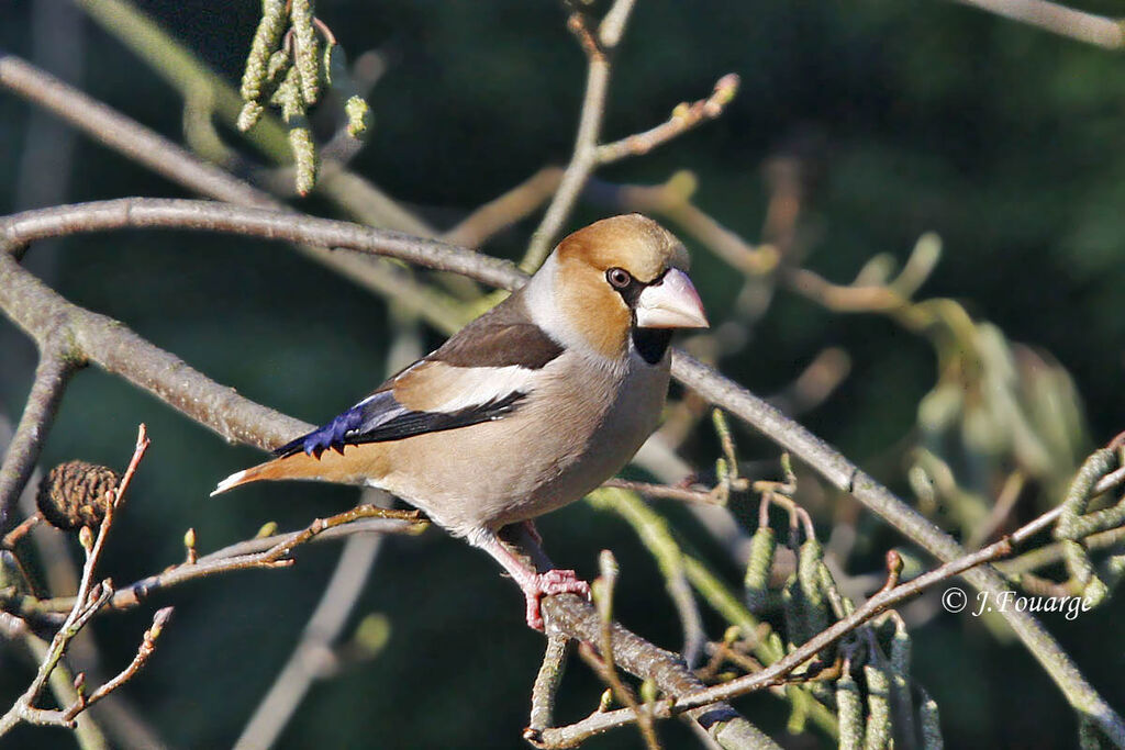 Hawfinch male