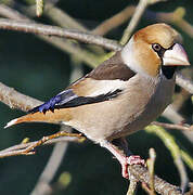 Hawfinch